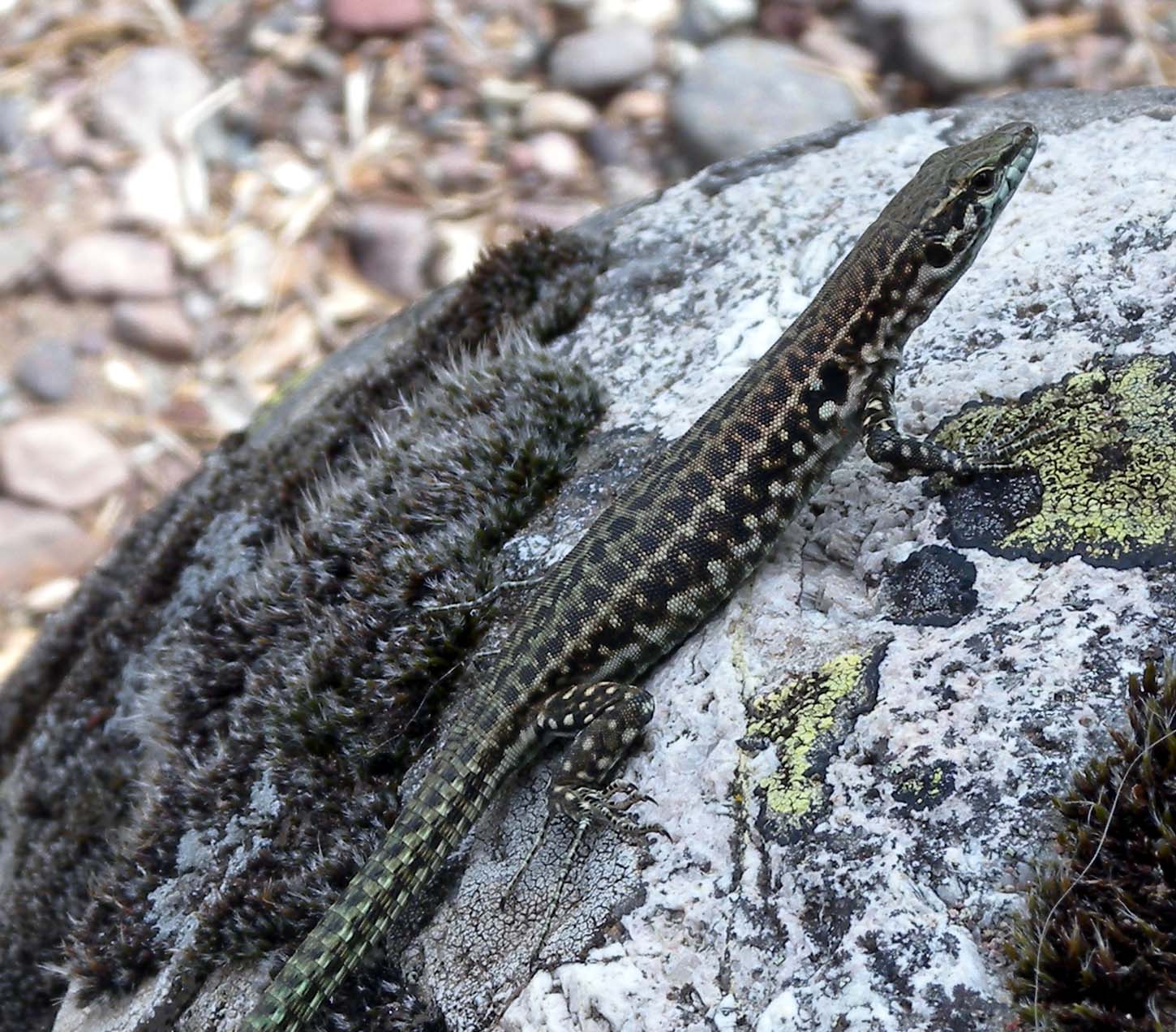 Muralis corsa ? (P. tiliguerta)